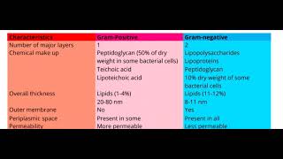 Difference in cell wall of Gram positive and Gram negative bacteria [upl. by Struve]