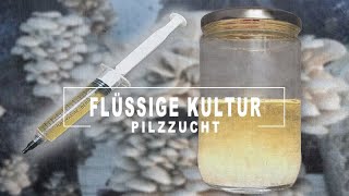 Pilzflüssigkultur reproduzieren und GELD SPAREN  Pilze züchten und Vermehren [upl. by Accalia488]