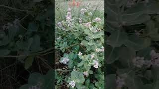 Calotropis gigantea [upl. by Wesla]