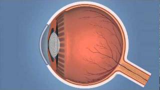 How the Eye Works and Glaucoma [upl. by Adehsar91]