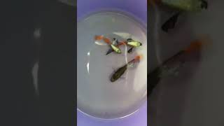 Dumbo Ear Red Guppies fish guppy shortvideo [upl. by Ellerahs65]