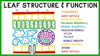 Leaf Structure and Function [upl. by Ramak775]