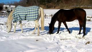 Happy horses eating grass under snow [upl. by Tahpos]