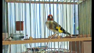 Jilguero cantando Limpio Copia Malaga goldfinch singing the best sounds chirping  chardonneret [upl. by Avrom]