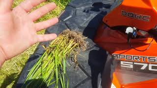 Looking at the oilseed radish alfalfa clover oats and rye grass [upl. by Ardeed]