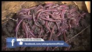 Ating Alamin Vermiculture part 1 [upl. by Anahgem]