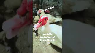 Birds Liver😍 viralvideo birds funnyvideo [upl. by Anilef610]