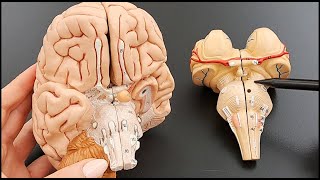 Brain Stem Anatomy in Detail  Part 4 of 5 [upl. by Neelyam]