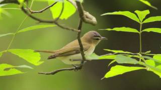 Redeyed Vireo Portrait [upl. by Bendix]