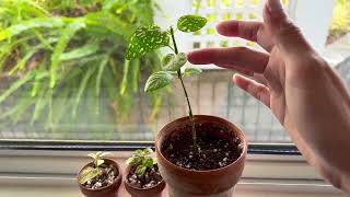 Pink Polka Dot Plant Hypoestes Leggy Cutting [upl. by Hook]