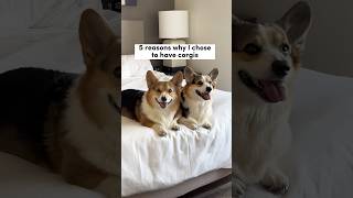 5 Reasons Why I Chose to Have Corgis corgi dogs [upl. by Adnyleb]