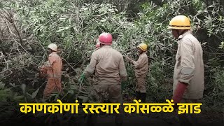 Large Uprooted Tree Blocks Road in Canacona Fire Brigade Clears Way  GOA365 TV [upl. by Imorej]