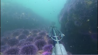 20240317  1st Time Diving Again and the Aftermaths of Urchin Barrens  Shell Beach Sonoma CA [upl. by Inglebert573]