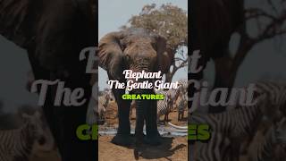 WOW Meet the MIGHTY Elephant animals facts elephant funfacts Shorts safari [upl. by Niknar622]