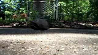 Louisiana Box Turtle [upl. by Carola861]