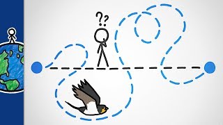 Why Do Birds Migrate Like This [upl. by Squire]