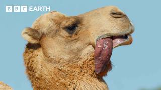 A Camels Love Sac  4K UHD  Mammals  BBC Earth [upl. by Aisek]