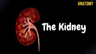 Inside the KIDNEY  3D shorts [upl. by Fesoy]