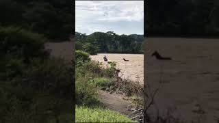 Cyclone Ana Fiji Flood  Man amp Horse Crossing River [upl. by Genevra]