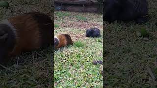 Mis cobayas comiendo pastico😲😍🤩 animals cobayos cuyo pasto [upl. by Koby]