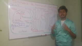 Síntesis de hormonas proteicas y peptidicas [upl. by Barraza]