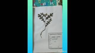 Herbarium file Bsc 2nd year made by Ashrealam please subscribe amp like [upl. by Melbourne]