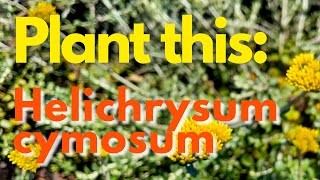 Plant This Plant Helichrysum cymosum [upl. by Ursa]