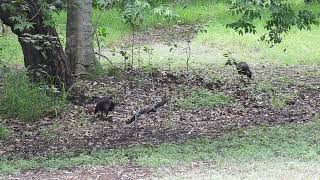 Brush Turkey Hervey Bay Qld [upl. by Lacram382]