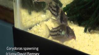 Corydoras parallelus or schwartzi spawning [upl. by Petes]