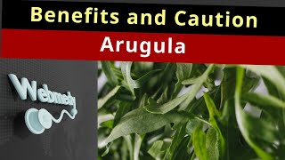 Careful about this when taking Arugula  Top 10 Health Benefits of Arugula  Arugula Salad [upl. by Arnold998]