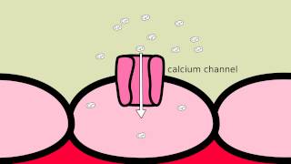 How does Amlodipine work [upl. by Nameloc]