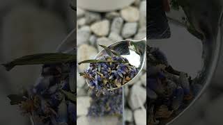 Duft Säckchen für den Kasten und duftige Wäsche vor Blüte schneiden Lavendel Lavandula angustifolia [upl. by Evatsug445]