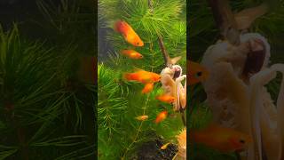 Platy Sunset Highfin acuariofilia peces xiphophorus fishtank fish [upl. by Saref]