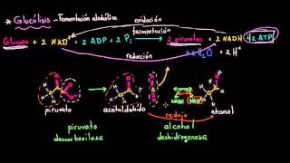 Fermentación alcohólica  Respiración celular  Biología  Khan Academy en Español [upl. by Barthol]