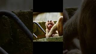 Accident monkey and need help monkey animals short Rainbow [upl. by Merline]