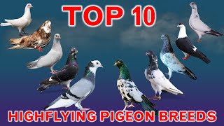 Top 10 Best Highflying Pigeon Breeds in the World [upl. by Ravel789]