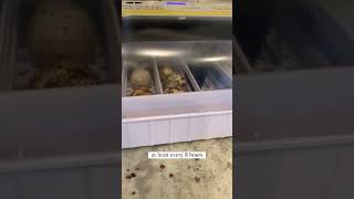 Hatching Quail Eggs From Amazon Part 3 🐣 hatchingeggs quail quaileggs incubator farming [upl. by Ennovart740]