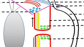 Pharmacotherapy of Glaucoma [upl. by Oynotna411]