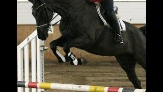 wwwsporthorsesonlinecom 2009 black Hanoverian Hunter state premium mare 161 hh SOLD [upl. by Iline660]