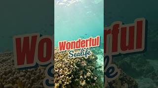 Wonderful Sealife  moalboal diving sea [upl. by Yanel]