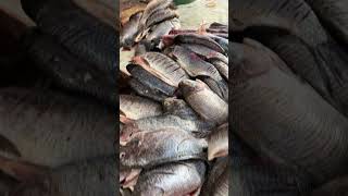 Mercado de Magangué youtube food fish shorts [upl. by Netfa98]