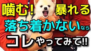 【犬 噛み癖 甘噛み しつけ】噛む暴れるお手入れが出来ない方はコレをやってみて下さい！犬のしつけエマチャンネル【犬のしつけ＠横浜】 [upl. by Atiram]