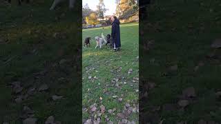 POV Goldendoodle Puppies 🤭 puppy yoga [upl. by Willock328]