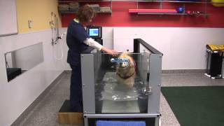 Hydrotherapy helps heal canines [upl. by Egedan77]