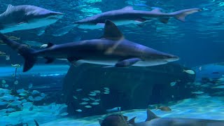 South Carolina র Myrtle beach  Ripleys aquarium চলুন যাই একুয়ারিয়ামের ভেতরে দেখি কি আছে [upl. by Lavona]