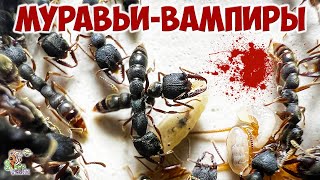 Дракулаантс ● Муравьивампиры ● Stigmatomma reclinatum [upl. by Erleena]