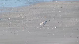 Whitefaced Plover Charadrius dealbatus [upl. by Seyer]