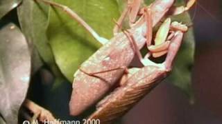 Paarung von Gottesanbeterinnen der Gattung Sphodromantis mating praying mantis [upl. by Duane]