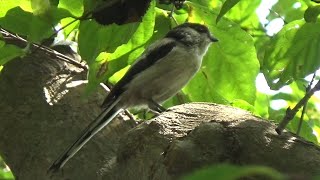 Longtailed Tit  Aegithalos caudatus  Catch a Worm in September and December 2023 [upl. by Narud]