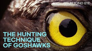 The Hunting Technique of Goshawks [upl. by Viradis878]